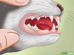 Maybe you would like to learn more about one of these? How To Clean A Cat S Teeth With Pictures Wikihow