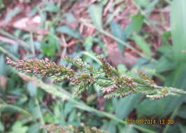 Image result for Setaria homonyma