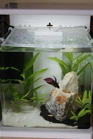 Betta Than A Bowl Betta Fish Aquariums Betta Tank Inspiration Aquariadise Betta Tank Betta Fish Tank Betta