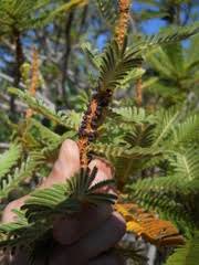 Image result for Apodanthaceae