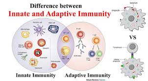 The antigen first must be processed and recognized. Difference Between Innate And Adaptive Immunity