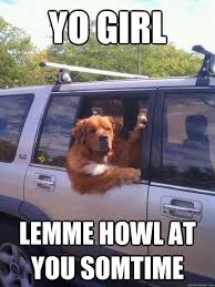 20 Funny Memes Of Cats Dogs And Moving Vehicles Cute Animal Pictures Funny Animals Cute Animals
