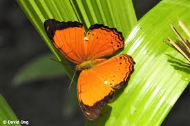 By following the numbers regularly. Butterflies Of Singapore 2021