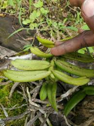 Image result for Calyptrochilum