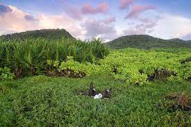 #christmas island #kiritimati #nature #landscape #outdoor #island #view #ocean #sea #crabs #christmas island #indian ocean #migration #invertebrates #crustaceans #so many crabs #forest. The Real Christmas Island William Patino Photography