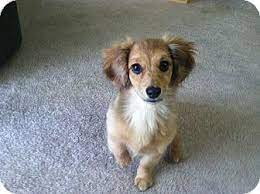 Where can you buy puppies? Portland Or Dachshund Meet Penelope A Pet For Adoption