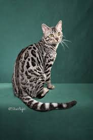 ***however, i have more bicolor ragdoll kittens available in this pattern available for cindy lou who reserved by april of denver colorado! Lunakatz Bengals Bengal Cats Bengals Illustrated Directory Bengal Cat Bengal Cat For Sale Cats For Sale