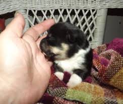 See more ideas about corgi chihuahua mix, chihuahua mix puppies, puppies. Corgi Pets And Animals For Sale Minnesota