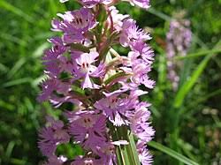 Image result for Orthanthera