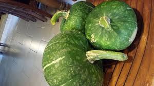 This is especially true of pumpkin, butternut. When To Pick Buttercup Squash Not To Be Confused With Butternut Hometalk