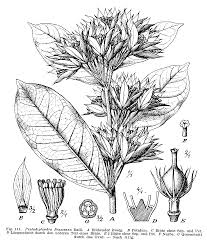 Image result for Pentadiplandra brazzeana