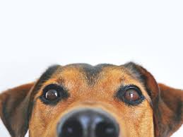 A vacinação dos cães contra a raiva é obrigatória e está prevista na lei, devendo ser feita administração a partir dos 6 meses de vida do seu. Viajar Com Cachorro Para O Mexico O Seu Guia Completo