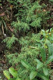 Image result for Oreobambos