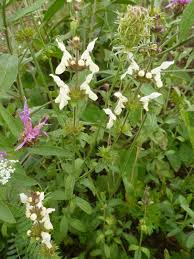 Image result for Stachys aculeolata