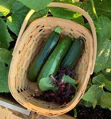 Water zucchini deeply, providing 1 to 2 inches of water whenever the top of the soil feels dry. How To Easily Grow Zucchini In Containers Okra In My Garden
