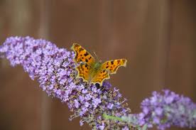 Rachavadee (butterfly bush) scents aroma incense sticks 80 sticks herb & fragrance & length 3. Buddleia Nanho Blue Butterfly Bush 5 Litres Enchanted Gardens Kent