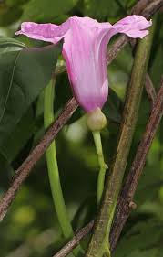 Image result for Ipomoea mauritiana