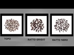 Scarica tutte le foto e usale anche per progetti commerciali. Escrementi Di Topo In Casa Cucina Giardino Cantina Cosa Fare Servizipid It