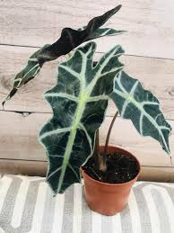 Identifying the causal factor and readjusting your care routine can help your. Alocasia Kris Plant Elephant Ear Our House Plants