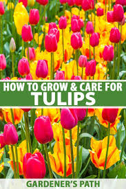 Maybe you would like to learn more about one of these? How To Grow And Care For Tulips Gardener S Path