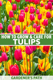 Do you just have to plant fruit and wait for the flowers to. How To Grow And Care For Tulips Gardener S Path