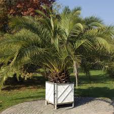 Image result for Phoenix canariensis