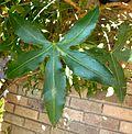 Image result for Cussonia zimmermannii