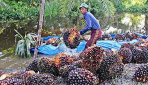 5 Fakta Menarik Tentang Sawit Indonesia Check It Out