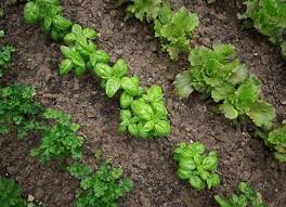 Check spelling or type a new query. Get Ready For Spring Planting At Menards