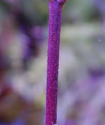 Image result for Cycnium jamesii