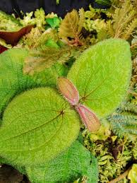 Image result for Melhania prostrata