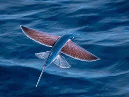 Flying Fish Spotted Enroute To Angola Beautiful Fish Water Animals Ocean Creatures