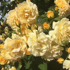 Yellow flowers have change into more and more widespread at work and at social and household gatherings. Pink And Yellow Flower Aesthetic Novocom Top