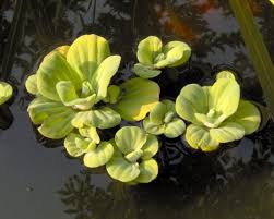 The single species it comprises, pistia stratiotes, is often called water cabbage, water lettuce, nile cabbage, or shellflower. Water Lettuce How To Grow And Care For Pistia Water Lettuce Aquarium Tidings