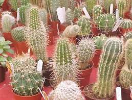 Comprar último cactus y suculentas en línea, newchic ofrece varios cactus y suculentas a precios al por mayor, ver más cactus y suculentas en newchic.com. Viveros Eden Agua Mineral Eden Desde 1982 Cactus De Coleccion