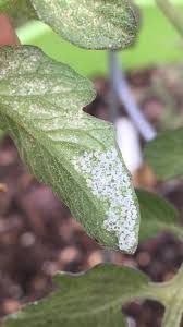 Image result for spider mites cucumber plants