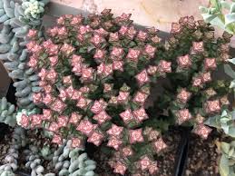 Check spelling or type a new query. World Of Succulents Crassula Rupestris Subsp Commutata Rosary Vine A Much Branched Succulent Perennial Subshrub Up To 12 Inches 30 Cm Tall The Stems Are Thin Fleshy Near The Growing Tip But