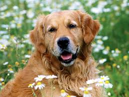 Google Image Result For Http Goldenretrieverspage Com Wp Content Uploads Golden Retriever Jpg Retriever Golden Retriever Kopek Turleri