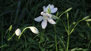 Image result for Rauvolfia afra