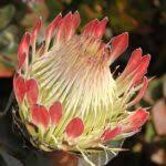 Image result for Stathmostelma fornicatum