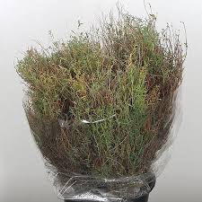 Image result for Euphorbia espinosa