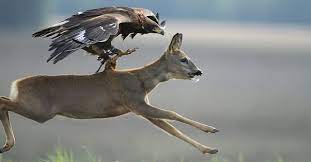 Contents which animal has the strongest heart? Which Animal Is Strongest On Earth Quora