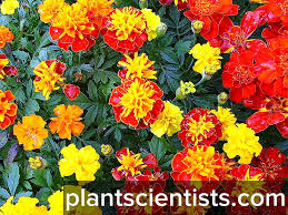 Informasi seputar bunga marigold, 12 manfaat bunga marigold bagi kesehatan, serta tips bunga marigold bisa dikonsumsi ataupun diolah dengan berbagai cara untuk memperoleh manfaatnya. Marigold Penanaman Dan Penjagaan Di Kawasan Terbuka