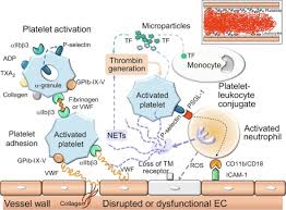 Image result for Platelet Dysfunction