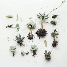 Potting a cutting that is not completely dry. Houseplants 101 How To Propagate Plants Gardenista