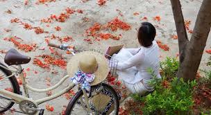 Kết quả hình ảnh cho hoa phượng