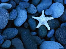 Earth toned pebbles intermixed with vibrant blue stones. Starfish Blue Pebble Wallpaper Download Best Free Wallpapers