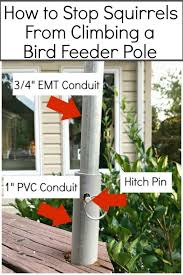 Bird Feeder Pole With Squirrel Baffle How To Stop Squirrels From Climbing A Bird Feeder Pole Chatfield Court Bird Feeder Poles Bird Feeders Best Bird Feeders