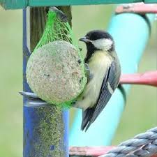 Boules De Graisse Pour Oiseaux Des Jardins Retirez Les Filets Ornithomedia Com Oiseaux Des Jardins Oiseaux Filet Oiseau