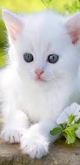 We have 79+ background pictures for looking for the best wallpapers? Wallpaper Dp Mobile Wallpapers Facebook